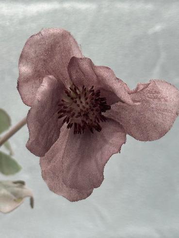 Silkeblomster
