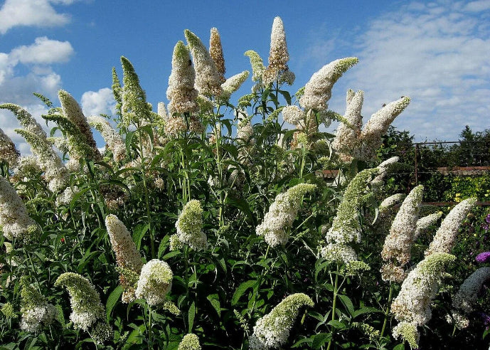 Sommerfuglebusk davidii white profusion