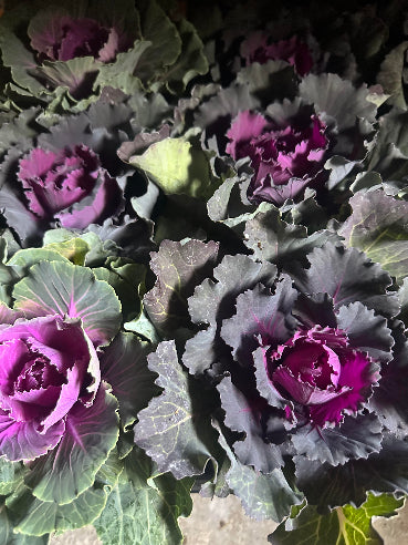 Pyntekål - Brassica Blå/Lilla uden krøller