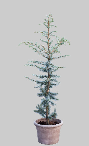 Cedertræ ca. 160 cm høj