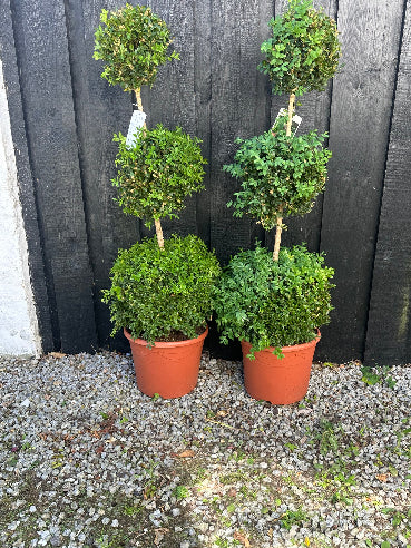 Buksbom formklippet med 3 kugler - 125 cm