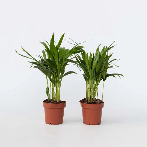 Areca Palme i mini potte