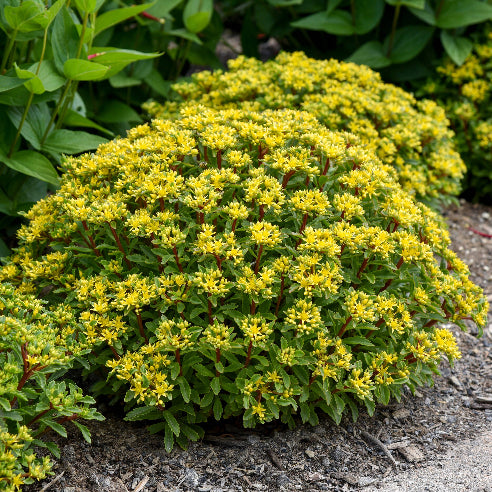 Sedum gul
