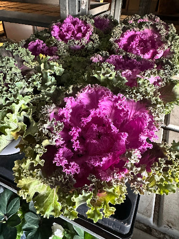 Pyntekål - Brassica Blå/Lilla med krøller