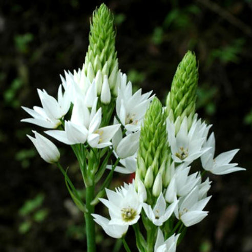 Ornithogalum Plante
