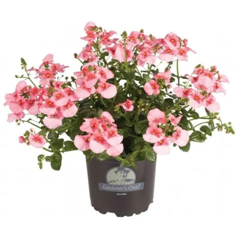 Tvillingeblomst - Diascia rosa