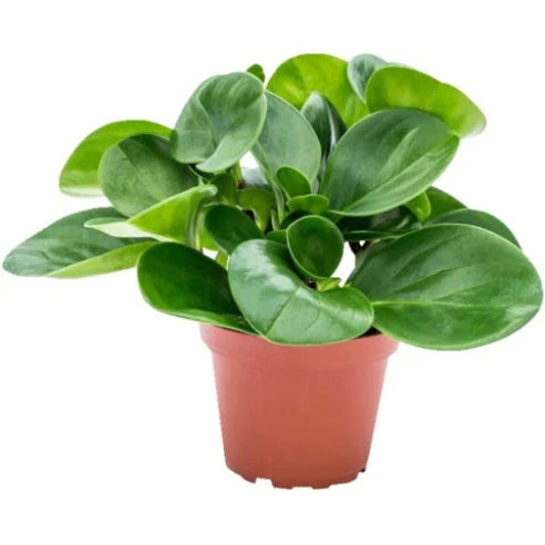 Peperomia Stueplante