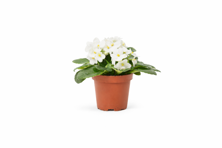 Saint Paulia Hvid Mini
