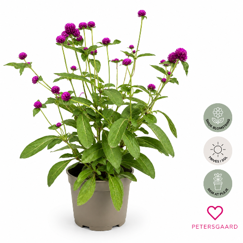 Pink Kugleamarant - Gomphrena globosa