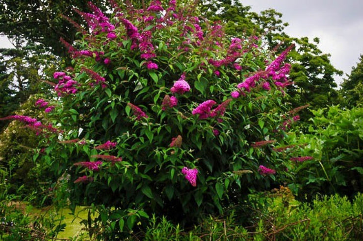 Sommerfuglebusk Davidii Royal
