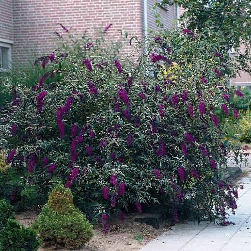 Sommerfuglebusk black knight