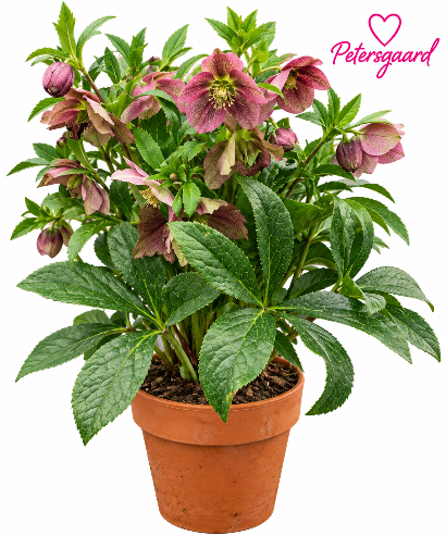Juleroser ROSA - Helleborus