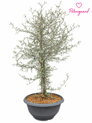 Spøgelsestræ - Corokia i 27 cm potte