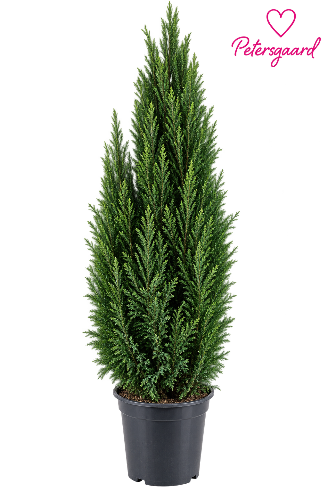 Cypres Ellwoodii 1 meter
