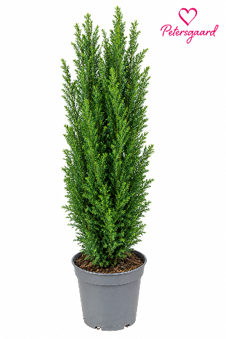 Cypres Ellwoodii 55 cm