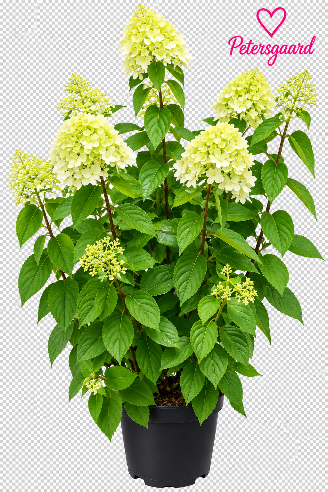 Syrenhortensia Hvid/Lime - 1 meter
