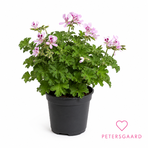 Duft PelagoniumDuftpelargonium – skøn plante med dekorativt løv og dejlig duft