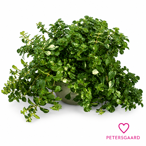 Sedum makinoi ‘Kosmos’ – 10 cm potte