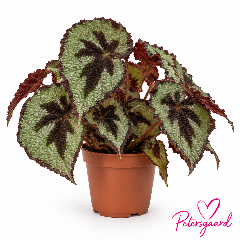 Begonia masoniana – Jernkors begonia