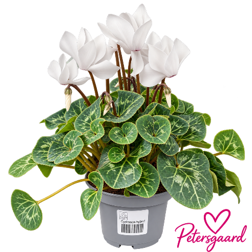 Alpeviol Hvid - Cyclamen