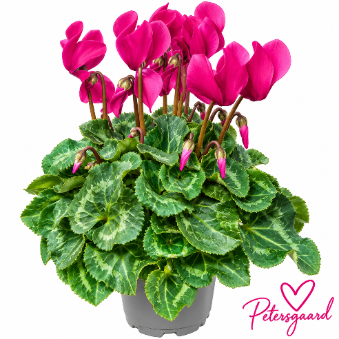 Alpeviol Pink - Cyclamen