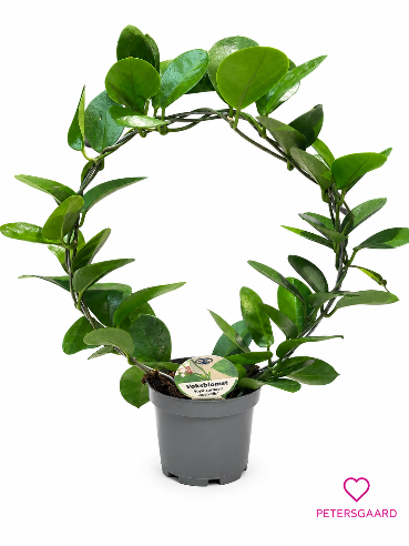 Hoya carnosa Australis – Voksblomst Ø 35 cm