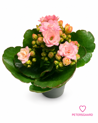 Kalanchoe Rosa Mini