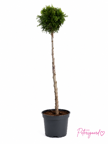 Opstammet Thuja 180 cm
