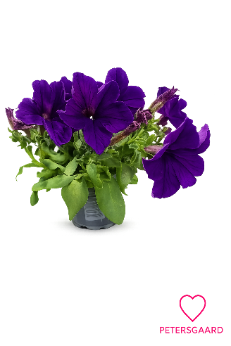 Petunia Blå