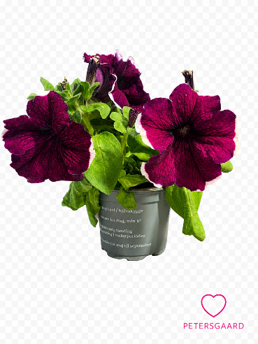 Petunia Mørk Violet med hvid kant