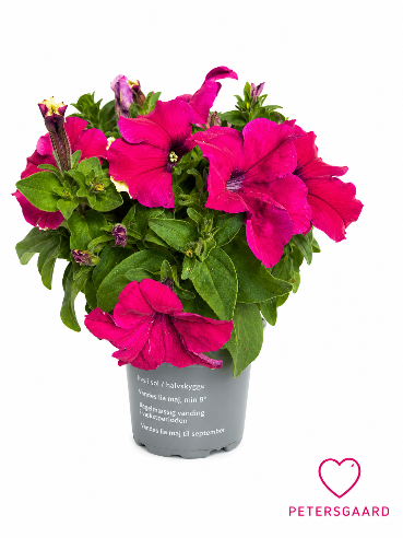 Petunia Pink