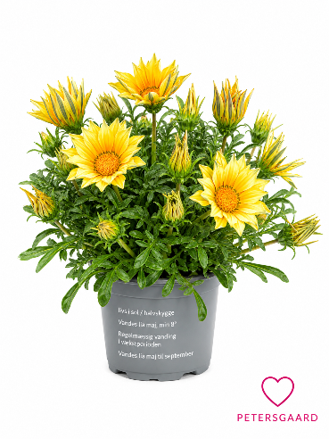 Gazania Gul