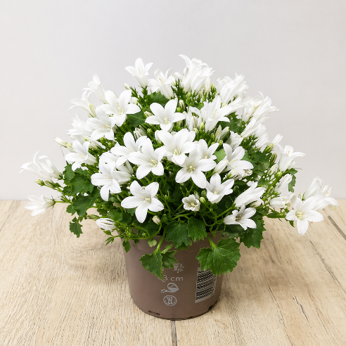 Campanula Hvid