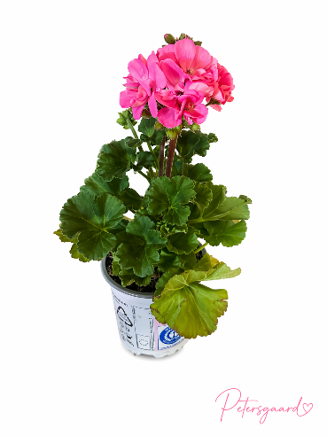 Pelagonium Lys Pink Zonale
