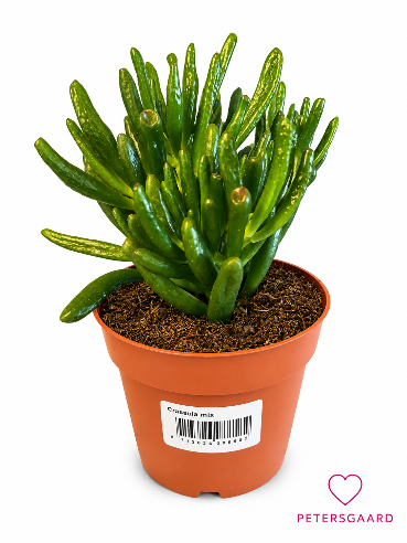 Crassula Ovata – Klassisk pengetræ i 12 cm potte