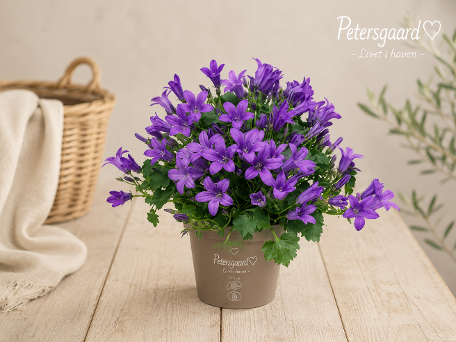 Campanula Lilla/Blå
