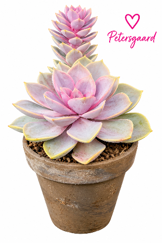 Echeveria Perle Von Nurnberg i grå lerpotte