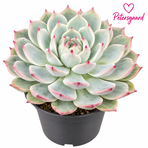 Echeveria Red Sky
