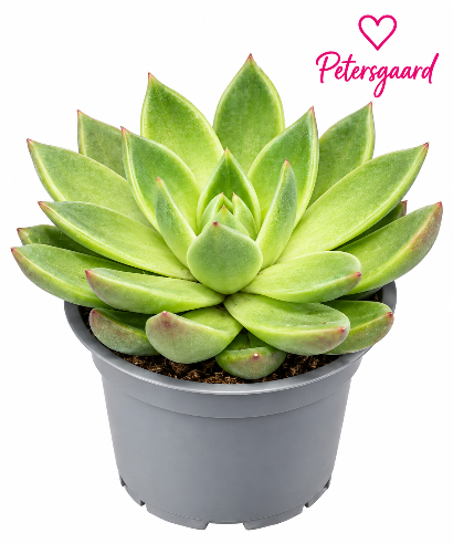 Echeveria Agavoides