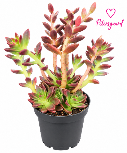 Echeveria Affinis