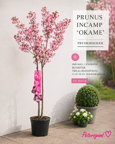 Prydkirsebær 'Okame' – et forårseventyr i rosa nuancer 🌸