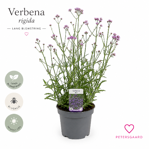Verbena rigida – Stiv Verbena