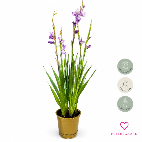 Lilla Gladiolus – Elegant sommerblomst med imponerende blomstring