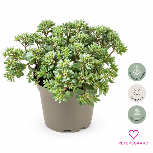 Sedum Cauticola - Blågrøn stenurt