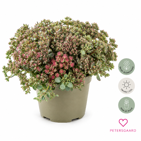 Sedum Lidakense - Blågrøn stenurt
