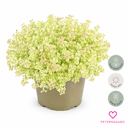 Sedum Little Missy - Blågrøn stenurt