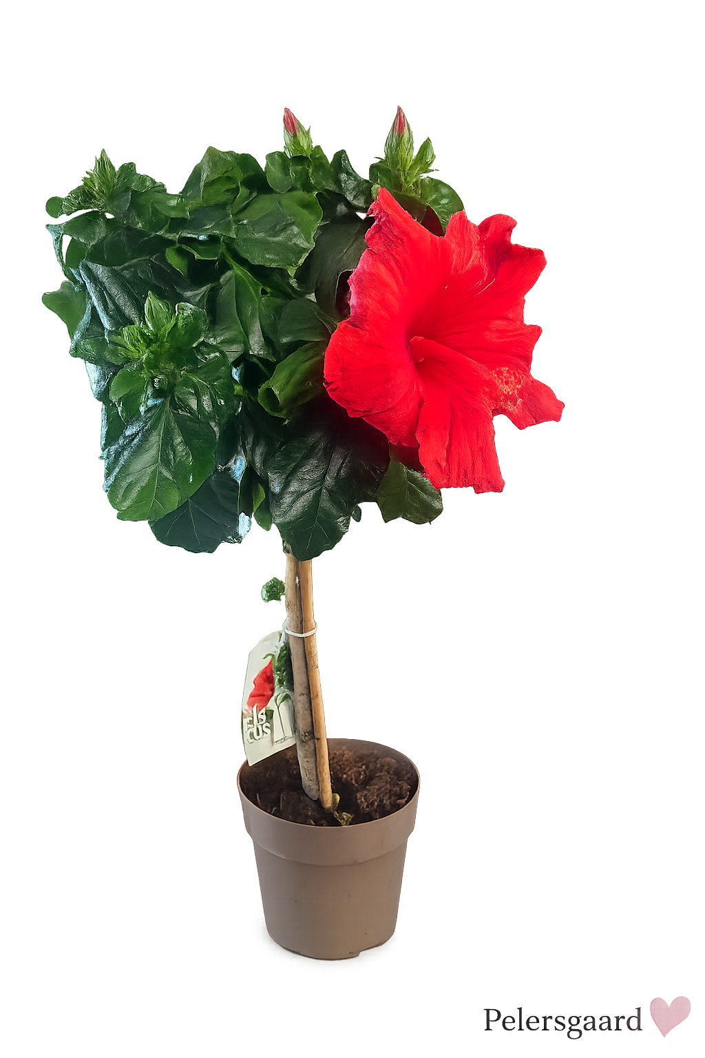 Rød Hibiscus - Hawaii Blomst