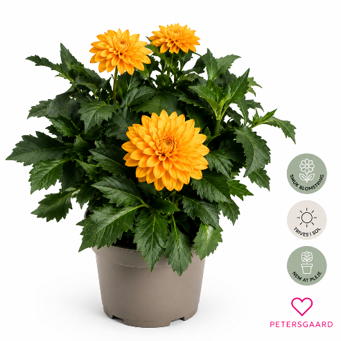 Dahlia Orange