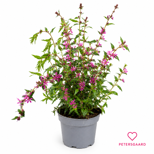 Kattehale Staude (Lythrum)