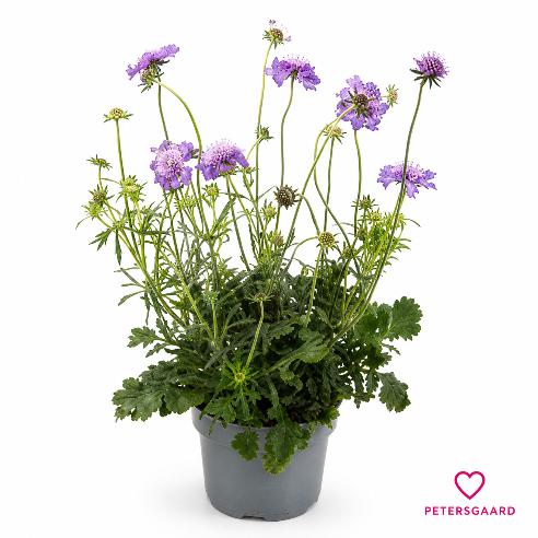 Scabiosa Columbaria